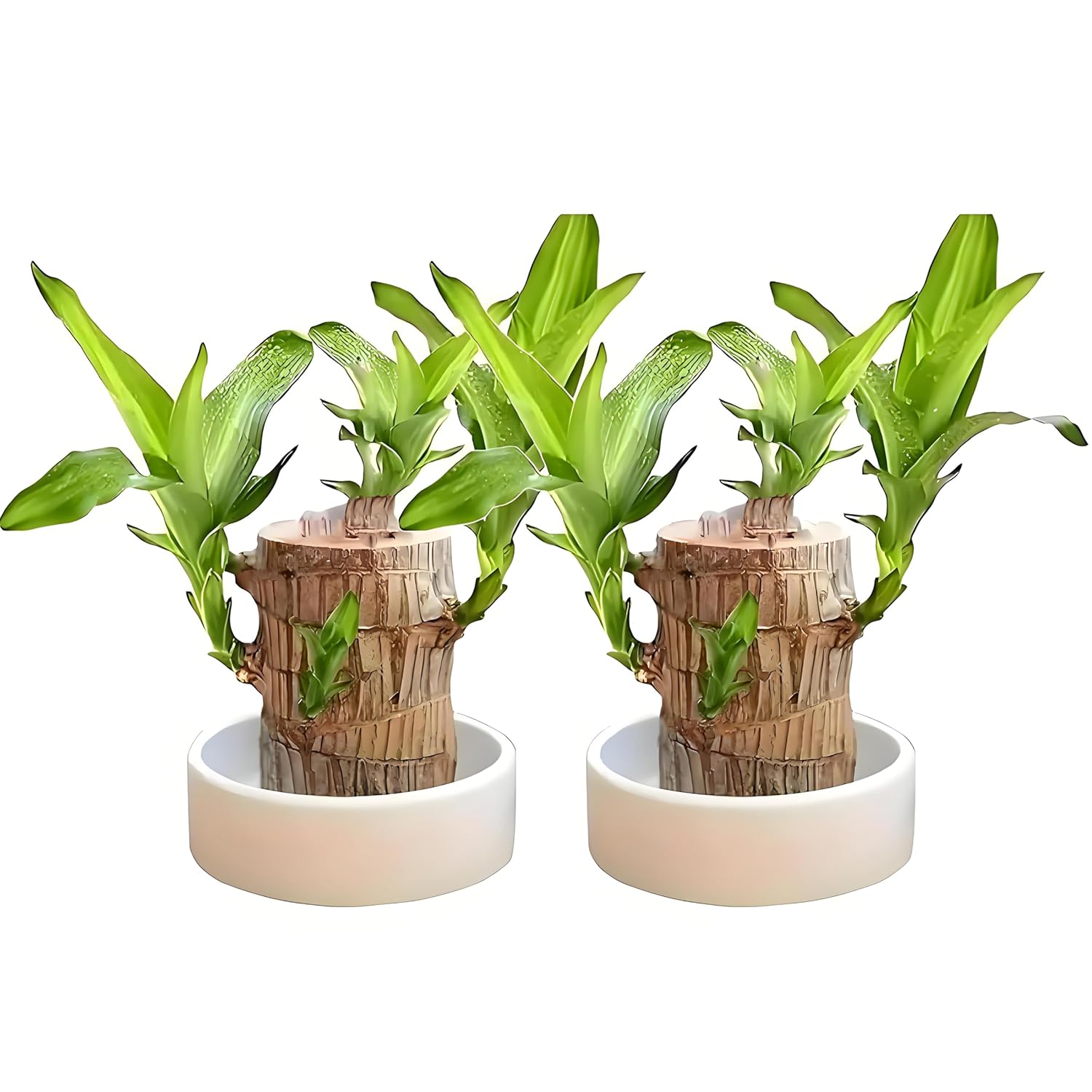 Joxipe Brazilian Wood Plant Duo with Tray & Doll (2pcs)