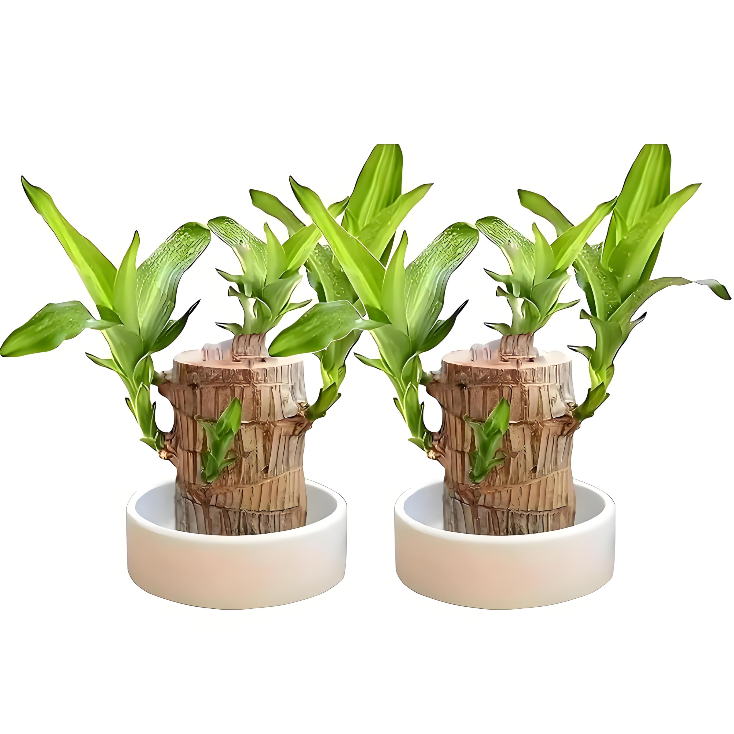 Joxipe Brazilian Wood Plant 2-Pack