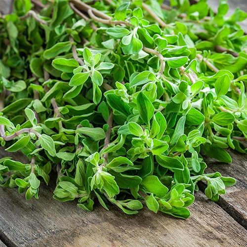 Miniatura 7 de Seed Needs Semillas de hierbas culinarias de mejorana dulce para plantar en interiores y exteriores Origanum majorana paquete individual de 500