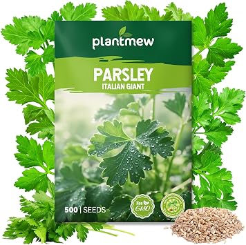 Italian Giant Parsley Seeds for Planting - 500+ Heirloom Seeds - Herb Seeds Packet for Plating Home Garden, Herb Garden - Indoor/Outdoor, Easy to Grow
