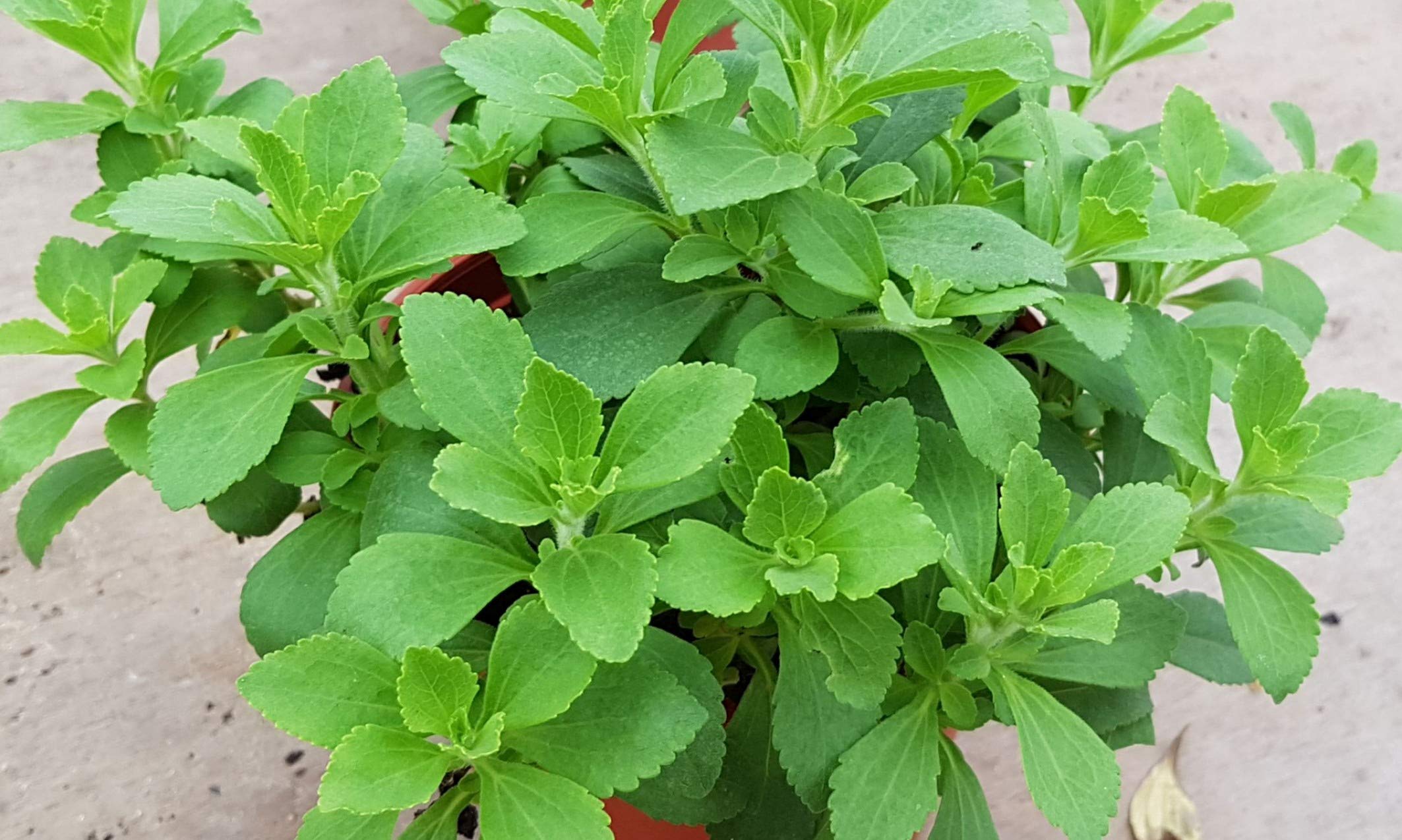 Organic Stevia Plant Live in Black Plastic Pot Stevia Rebaudiana Sweet Leaf Natural Sugar Substitute Indoor Outdoor Home Garden Wellness Greenery-image-23