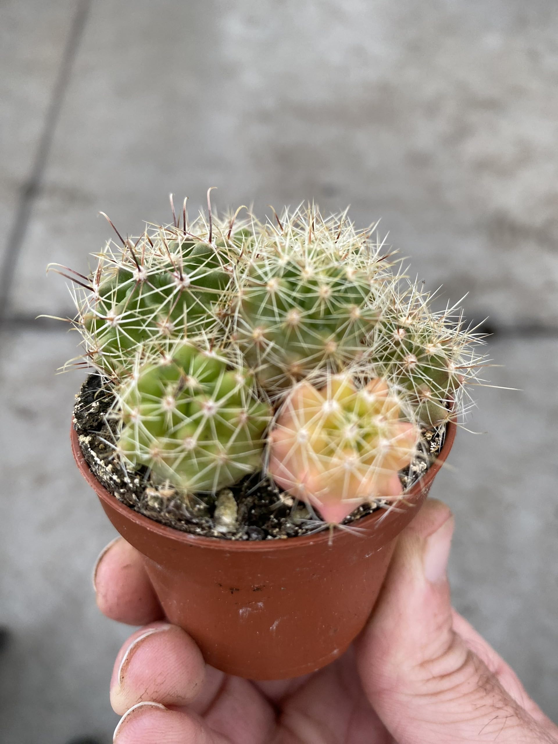 2.5 Inch Cute Cactus, Real Live Plants, Unique Real Cactus for Home Decor,  Office Plants, Live Cactus Plant Set, BubbleBlooms Easter Lily Cactus  (Combo 2 Cactus) : Amazon.ca: Patio, Lawn & Garden