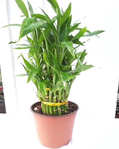 3 Tier 4" 6" 8" Lucky Bamboo 6" Pot para Feng Shui/Diseño único