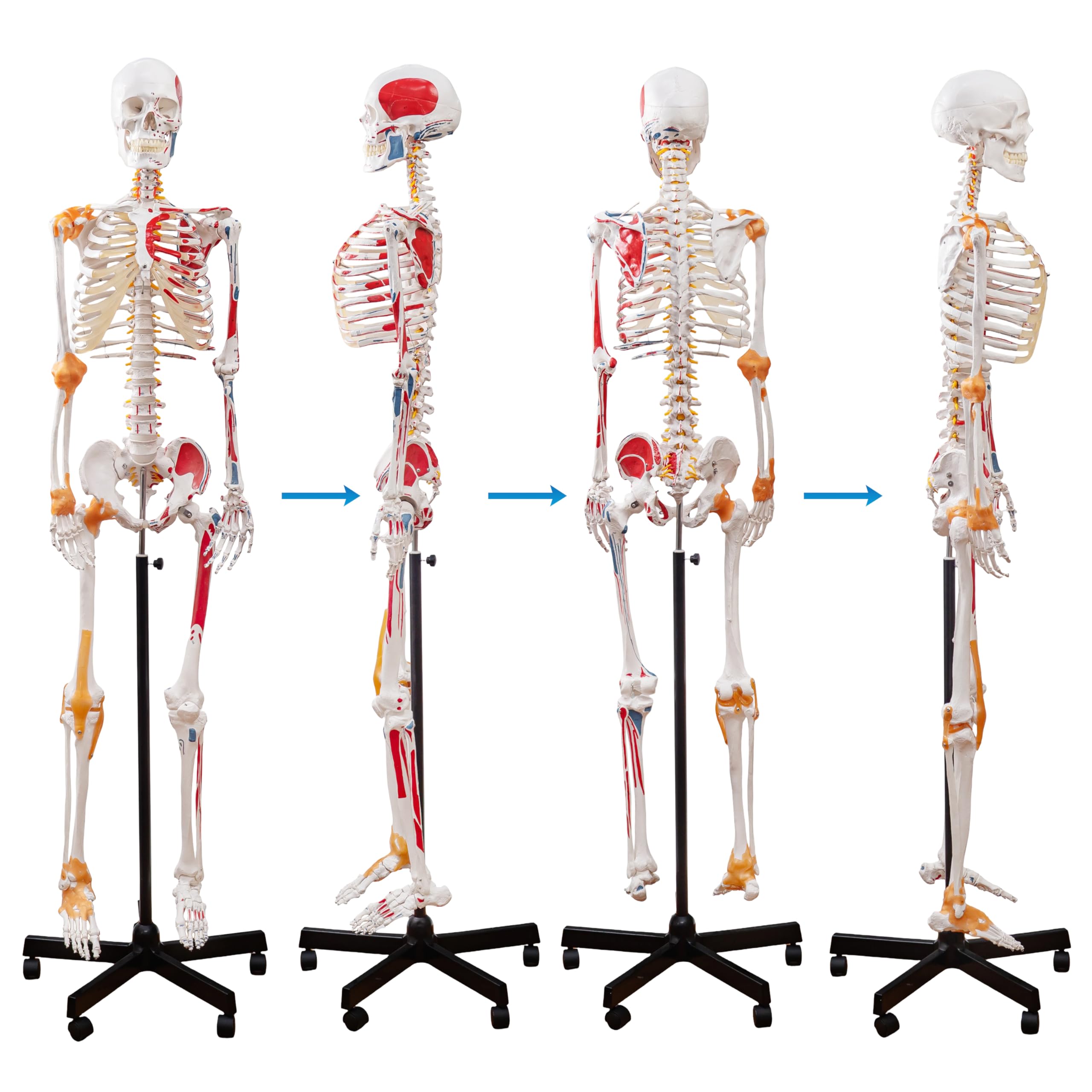 Menschliches Skelettmodell, Medizinische Anatomische Lebensgröße Skelett Replik mit Wirbelsäulennerven, Muskeleinfügung und Ursprungspunkte, Gelenkbänder, Enthält Rollstand, für Ärzte, Studenten