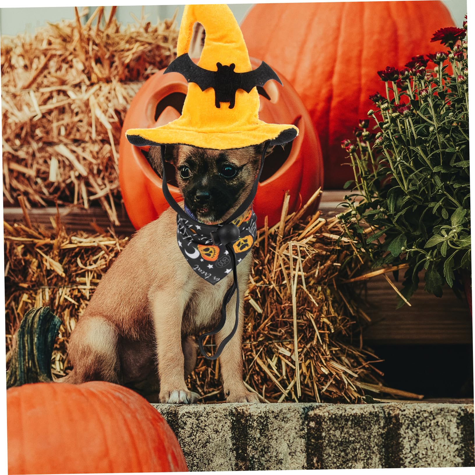 INOOMP 5 Set cappello di halloween dog costume cat hat berretto da strega di Halloween costumi di per cani bandana decorativa di zucca e di per animali domestici
