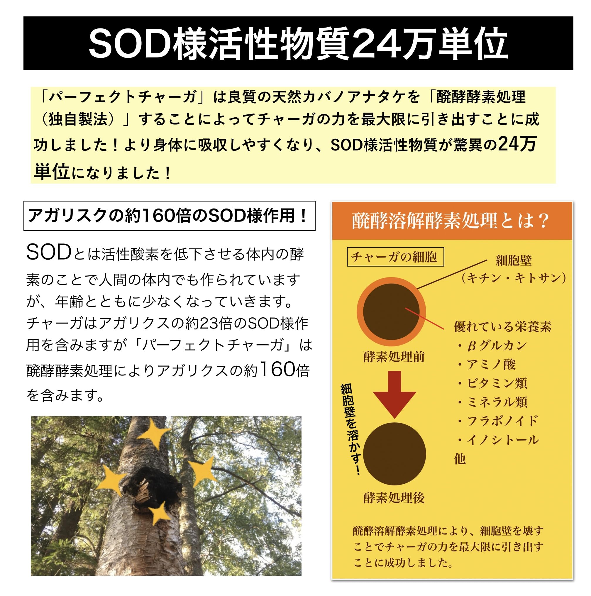 Amazon.co.jp: チャーガ茶 カバノアナタケ（CHAGA）｜モンゴル産 白樺