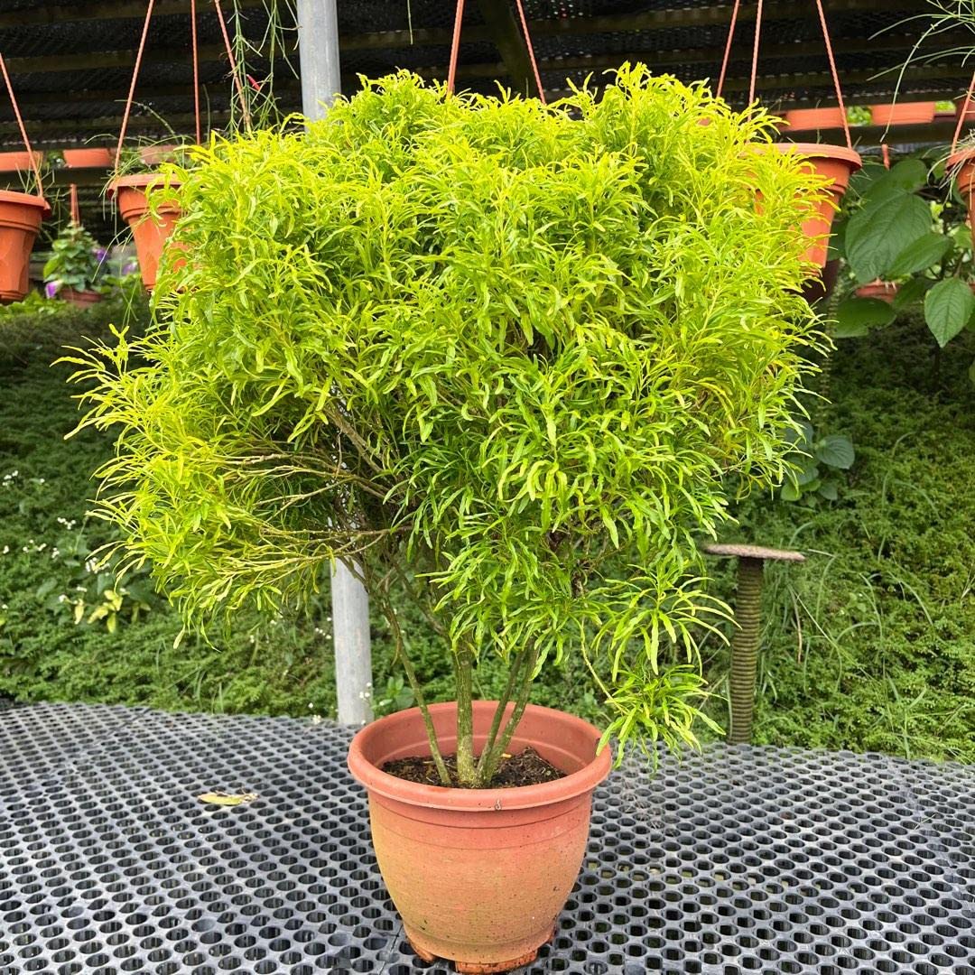 Euodia LIVE PLant : RH TREE HOUSE: Amazon.in: Garden & Outdoors