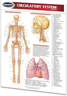 Circulatory System Guide - Medical Quick Reference Guide by Permacharts