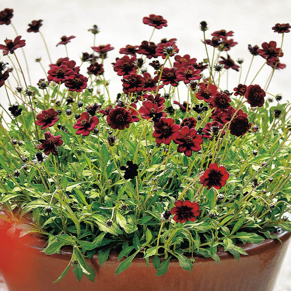 Amazon.co.jp: ITANSE チョコレートコスモス・チョコモカ