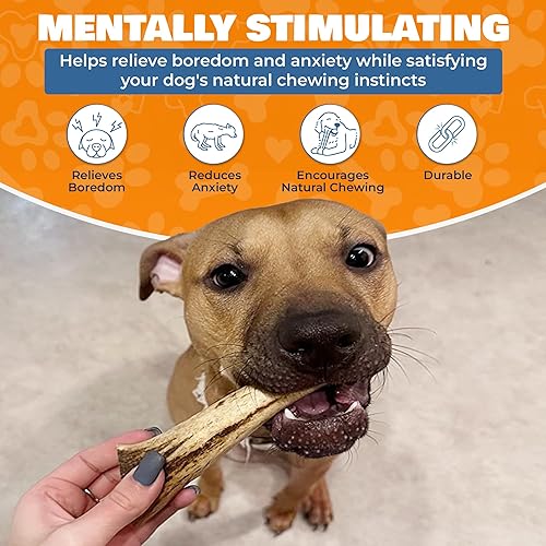 Miniatura 5 de Cuernos de alce para perros - Hecho en Estados Unidos, natural, de larga duración - Cuernos divididos para masticadores agresivos - Huesos