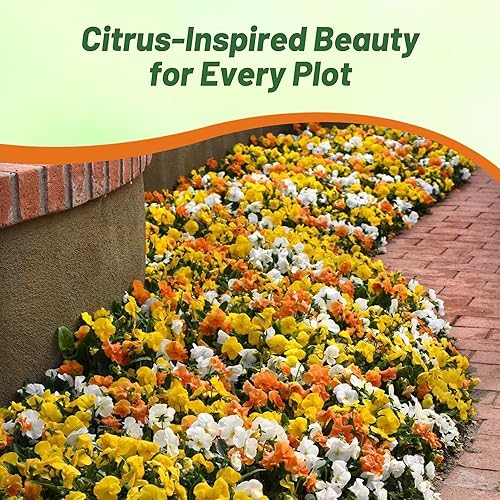Miniatura 7 de Outsidepride Pansy Panola - Mezcla de cítricos para interiores o exteriores, flores de jardín para camas, macetas y recipientes, 100 semillas