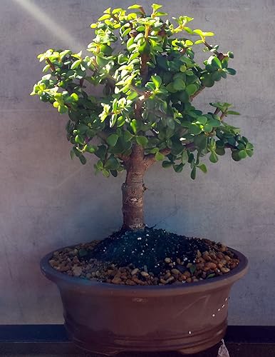 Indoorbonsaiexotics Árbol bonsái grande de jade bebé enano