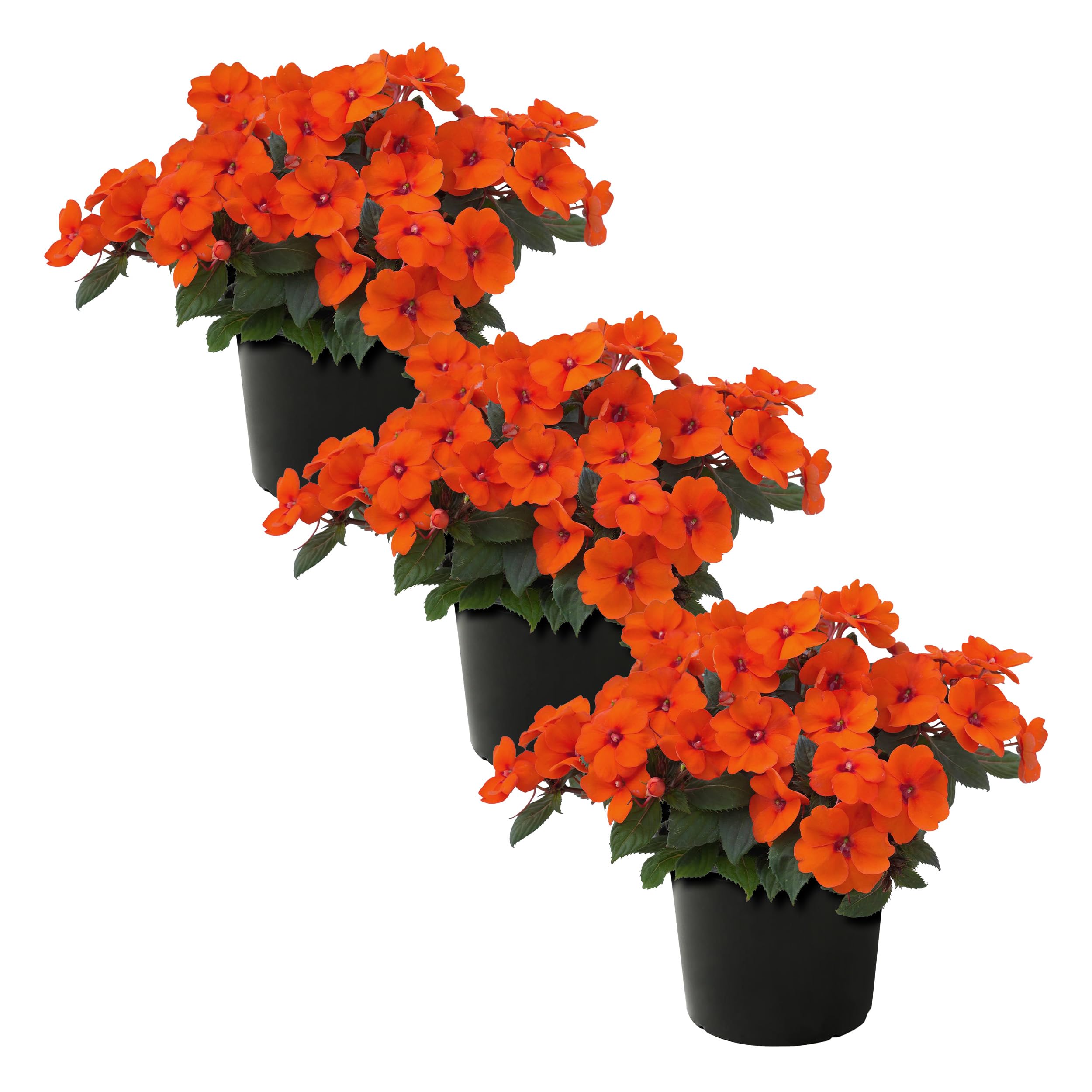 Live Flowering Sunpatiens - Coral 3 Plants Per Pack