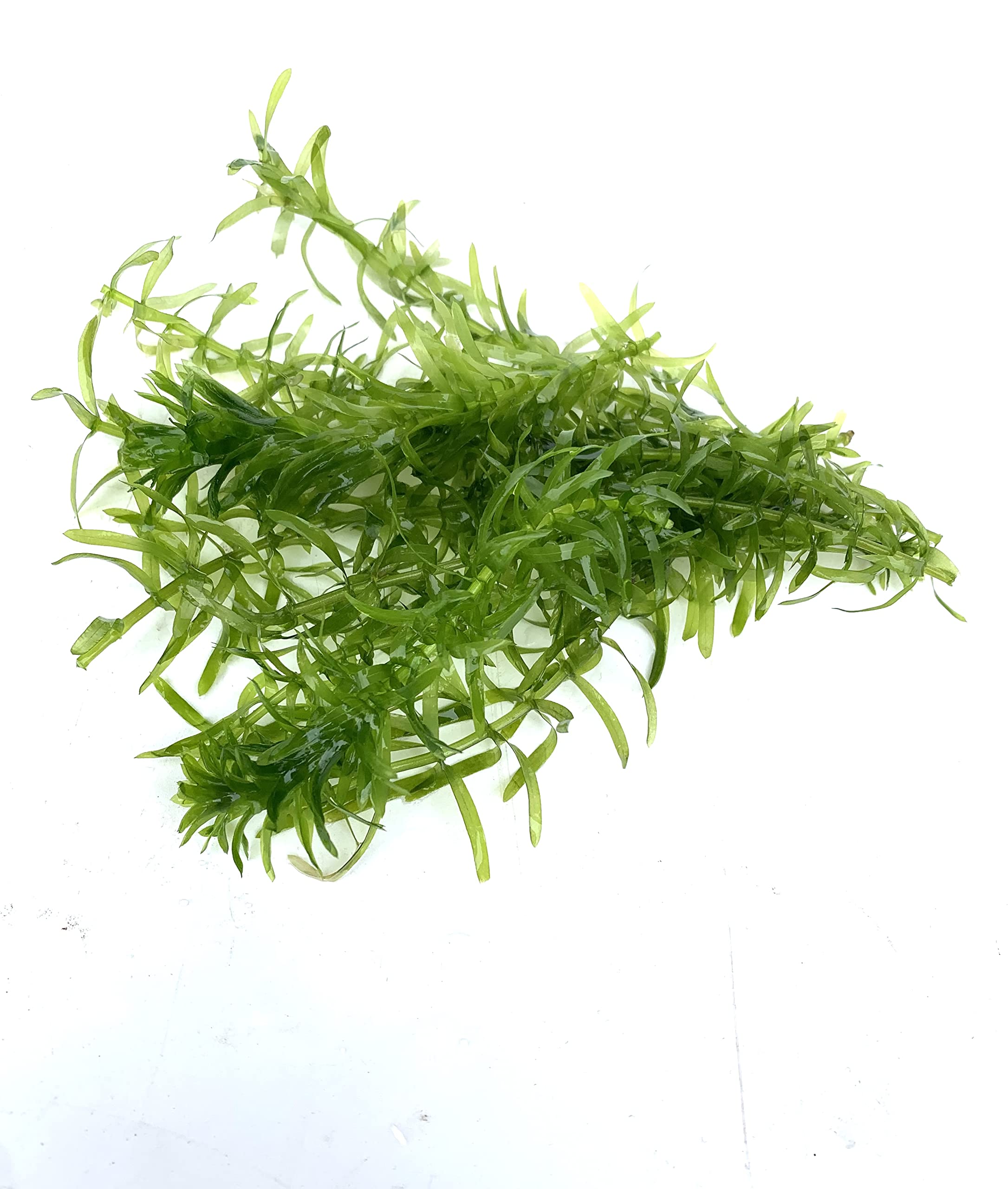 【専用ページ】天然アナカリス1000本 専用ページ】天然アナカリス、1000本で9400円