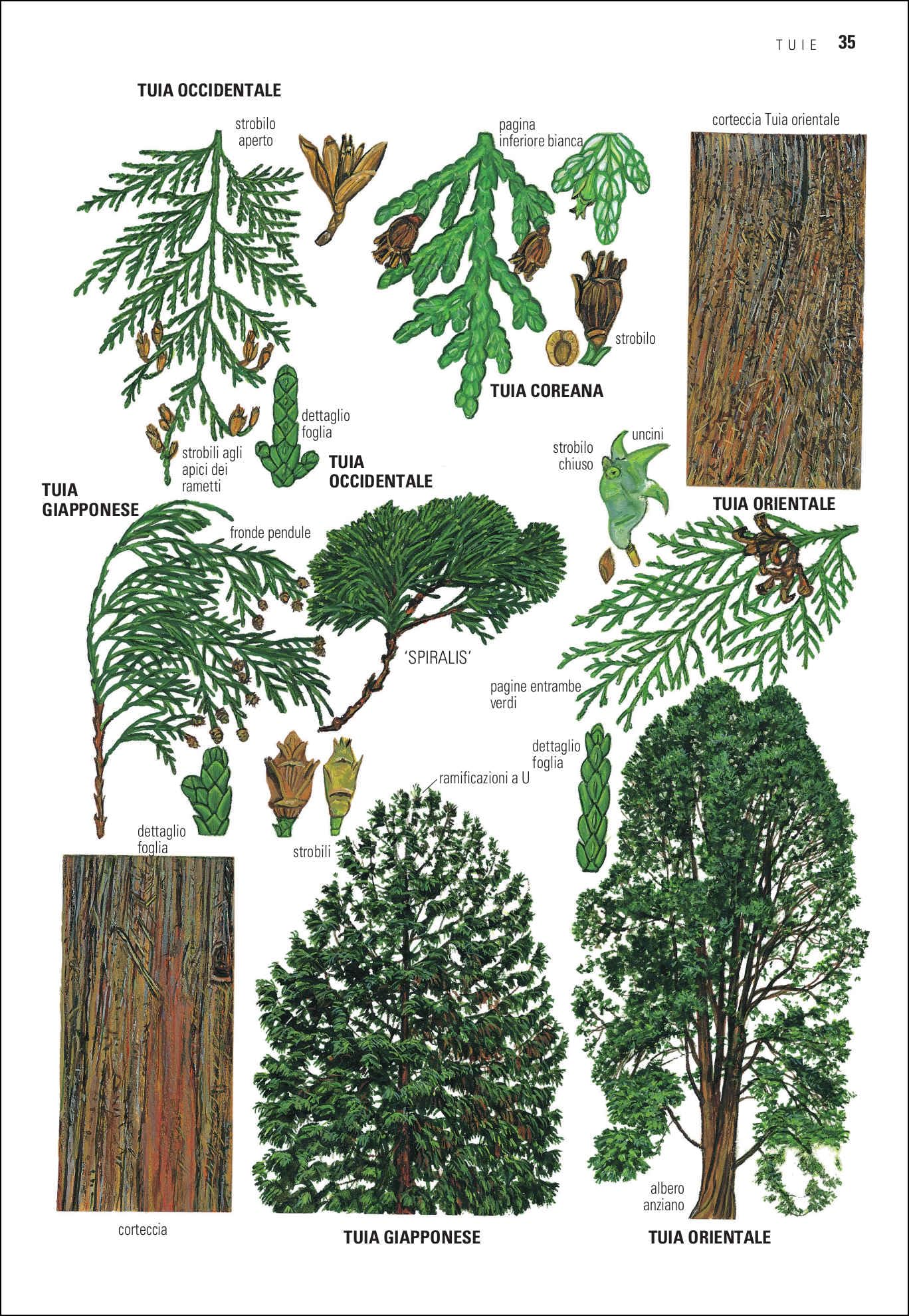 Alberi d'Europa