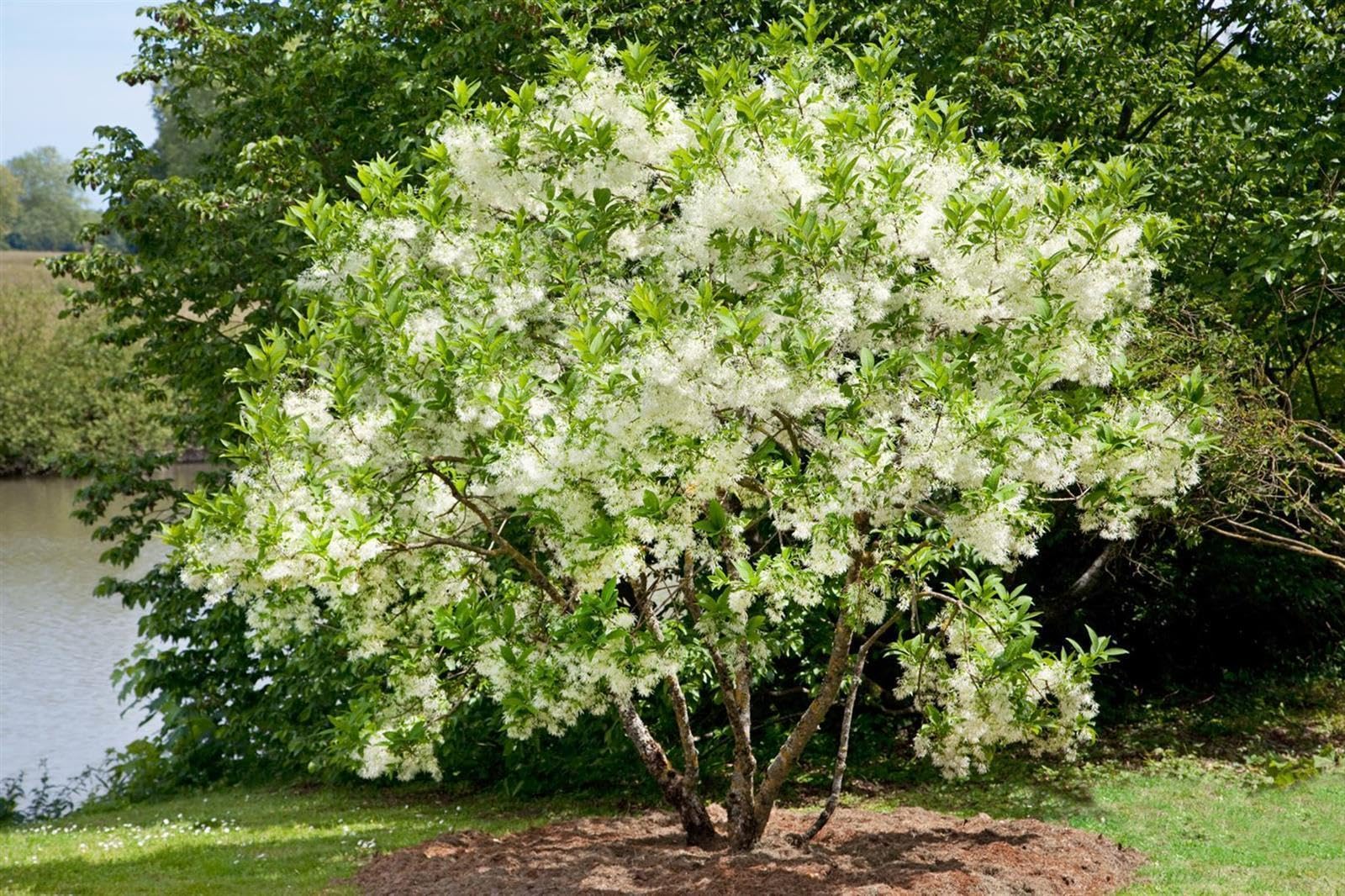 Chionanthus virginicus 30-40 cm – Winterhart, Mehrjährig, Pflegeleicht – Amerikanischer Schneeflockenstrauch – Ziergehölz für Garten & Vorgarten