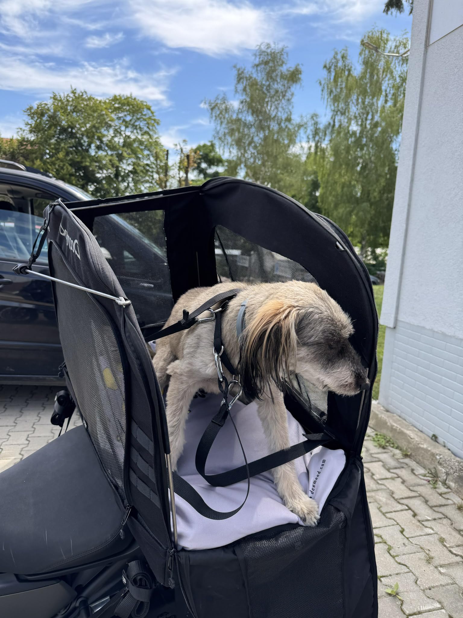 Borsa Moto per Cani XL - Trasportino per Cani Grandi fino a 36kg - Aggancio Universale Sissy Bar e Portapacchi - Cordura 1500D, Fondo in Alluminio Rigido e Massima Ventilazione Professionale