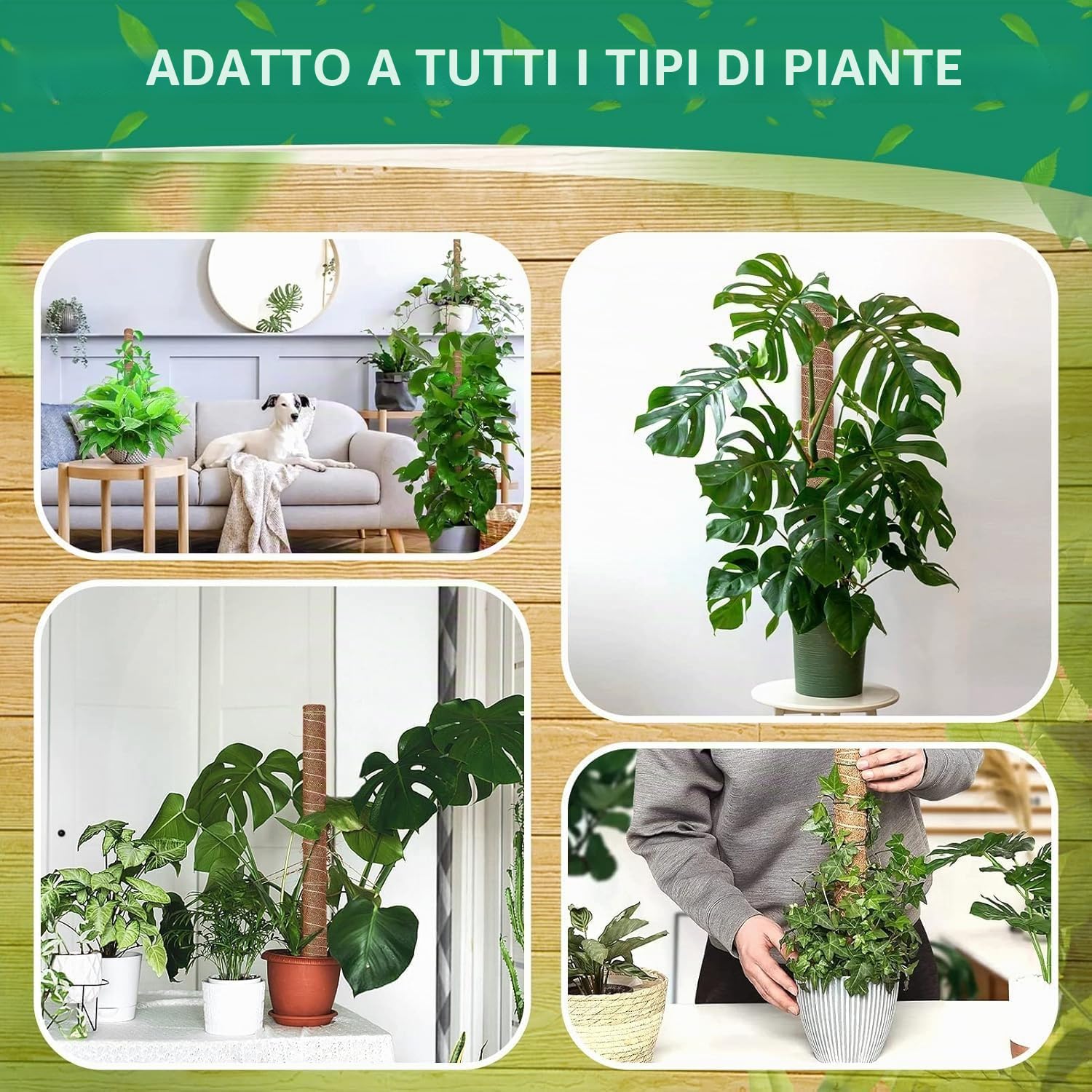 5 Pezzi Palo per Fibra di Cocco per Piante, Monstera Rampicanti Supporto estendibile fino a 160 cm, Bastone Muschiato, Ostegno Piante Rampicanti Cocco per Casa Giardino