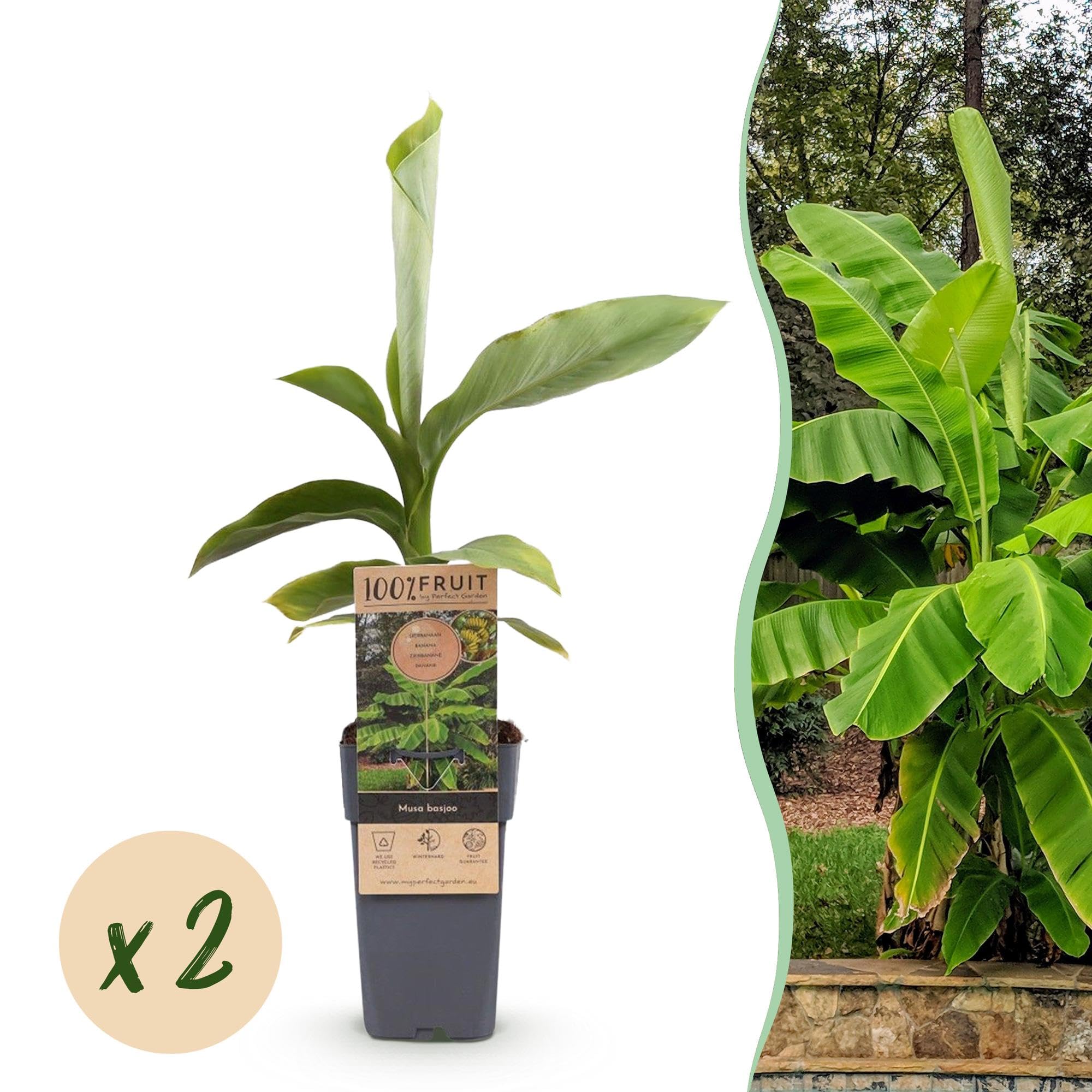 Piante di Banano Musa Basjoo, per Giardino, Verdi, Set di 2, Vaso 15cm