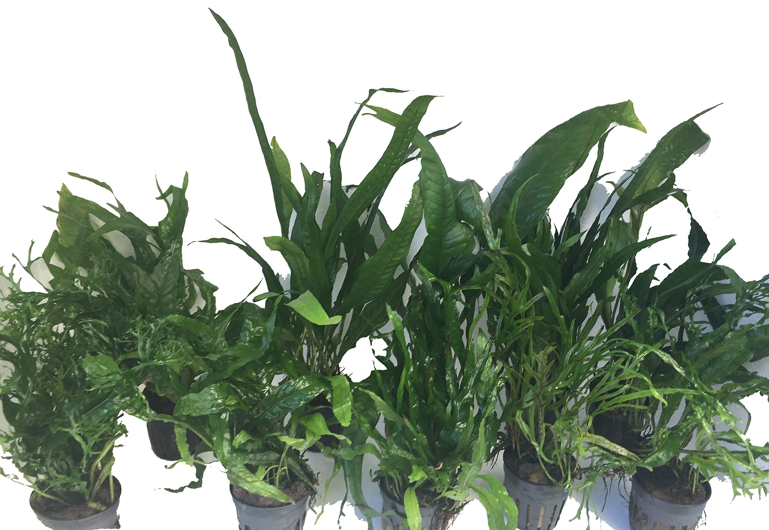 10 Unidades Microsorium Gran Selección, Planta Viva para acuarios