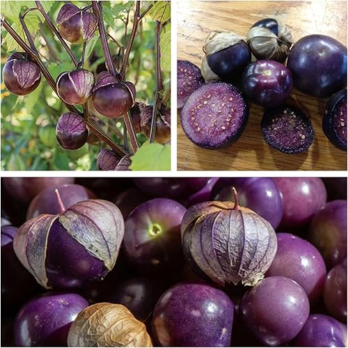Semilla de tomatillo morado para plantar, más de 100 semillas de tomate de cáscara mexicana raras en el jardín de tu hogar, semillas de reliquia sin
