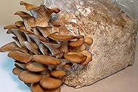 Vista 4 de Hongos ostra esporas no GMO Heirloom 100 semillas