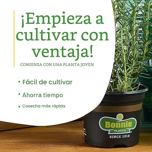 Miniatura 8 de Bonnie Plants Planta aromática comestible de hierbas aromáticas de romero vivo, paquete de 4, perenne en las zonas 8 a 10, ideal para cocinar y asar
