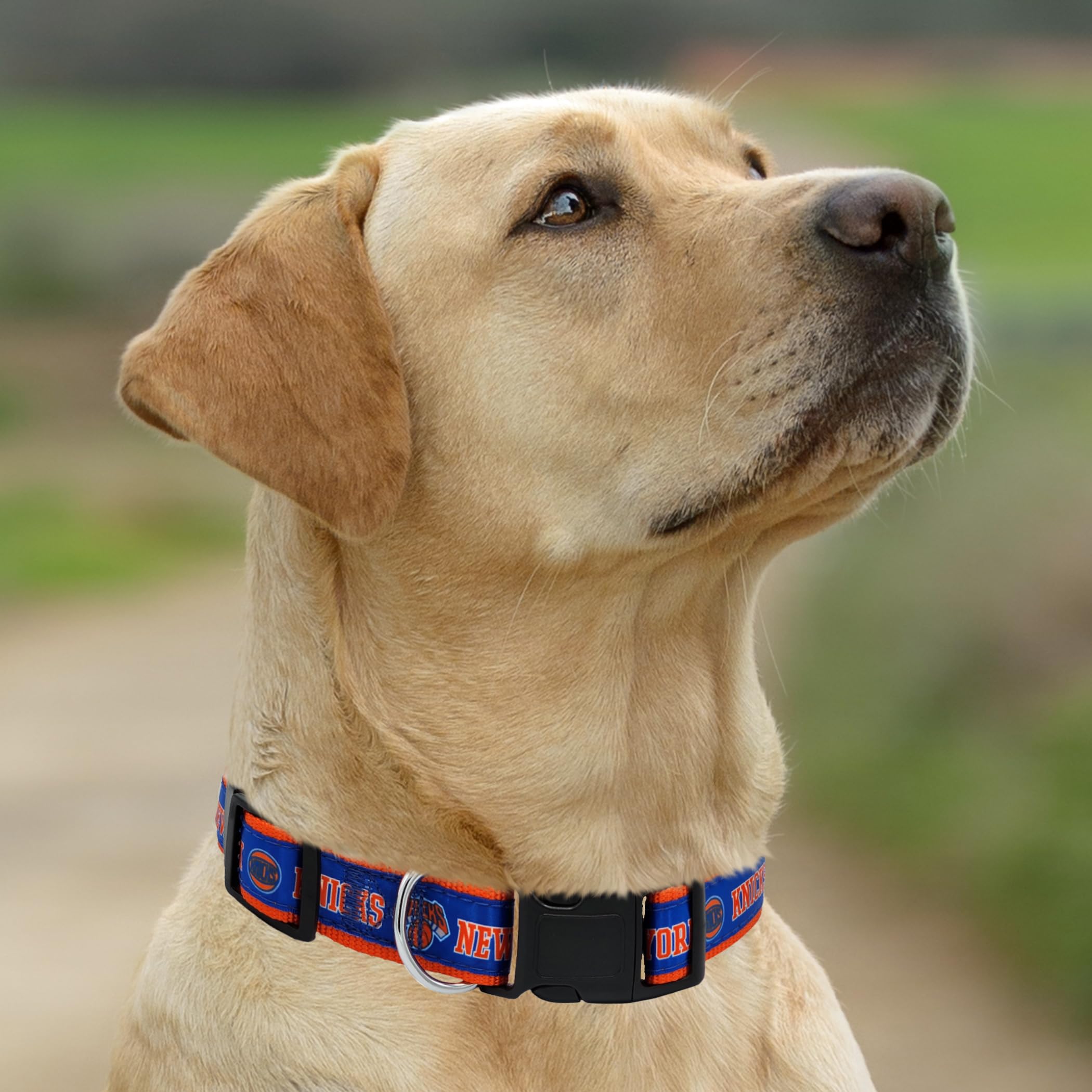 NBA PET Collar de perro de los New York Knicks, tamaño pequeño, collar de equipo de baloncesto para perros y gatos. Un collar brillante y colorido para perros y gatos con licencia de la NBA