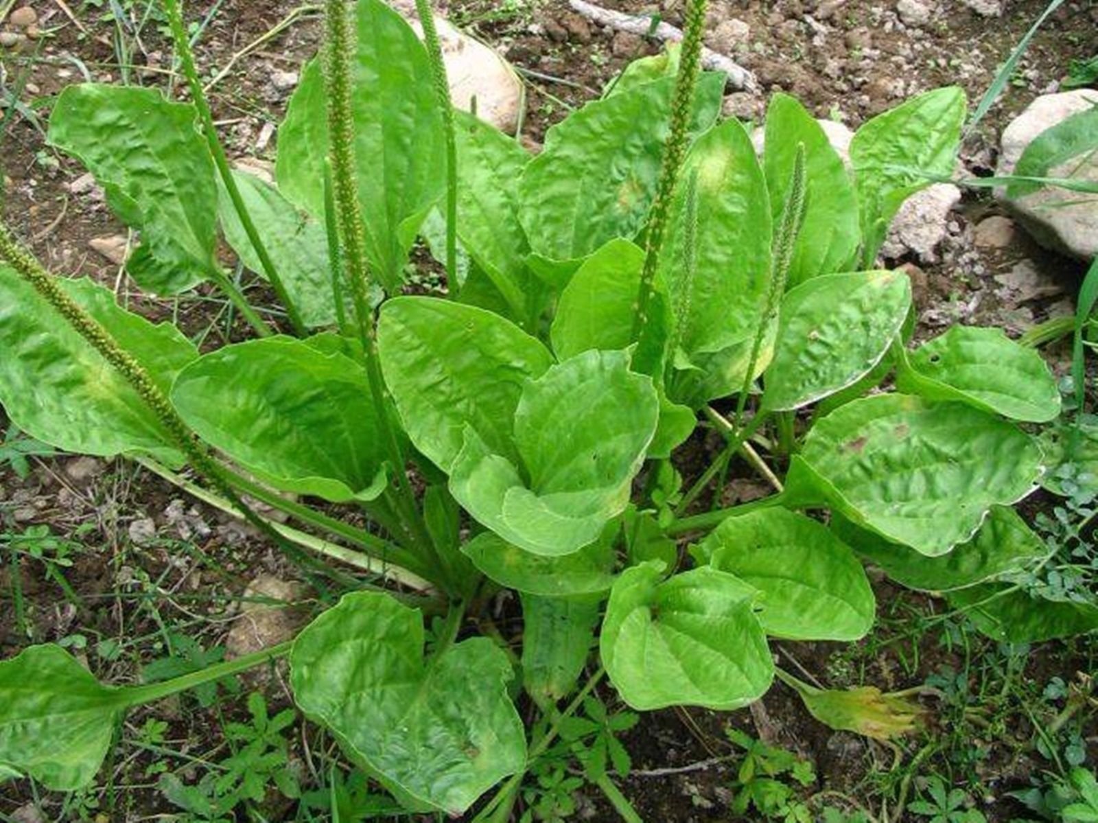 500 Seeds Broadleaf Plantain seeds Plantago major Organic Herb Plant Seed Ma De Seeds