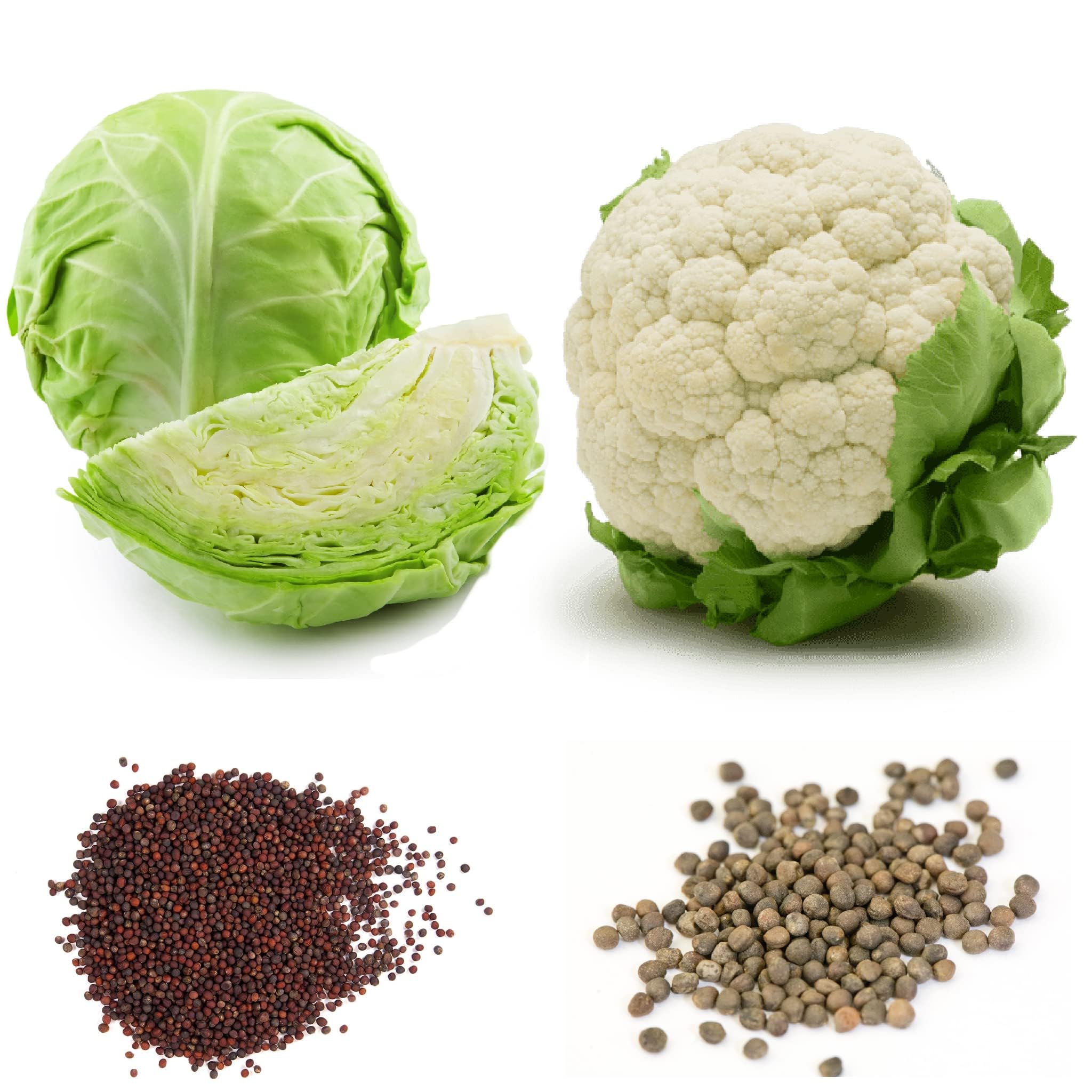 Hybrid Cauliflower & Cabbage Seeds Combo – 300+ Seeds | High Germination, High Yield | Suitable for Winter Farming & Home Gardening | Agri Bazar-image-30
