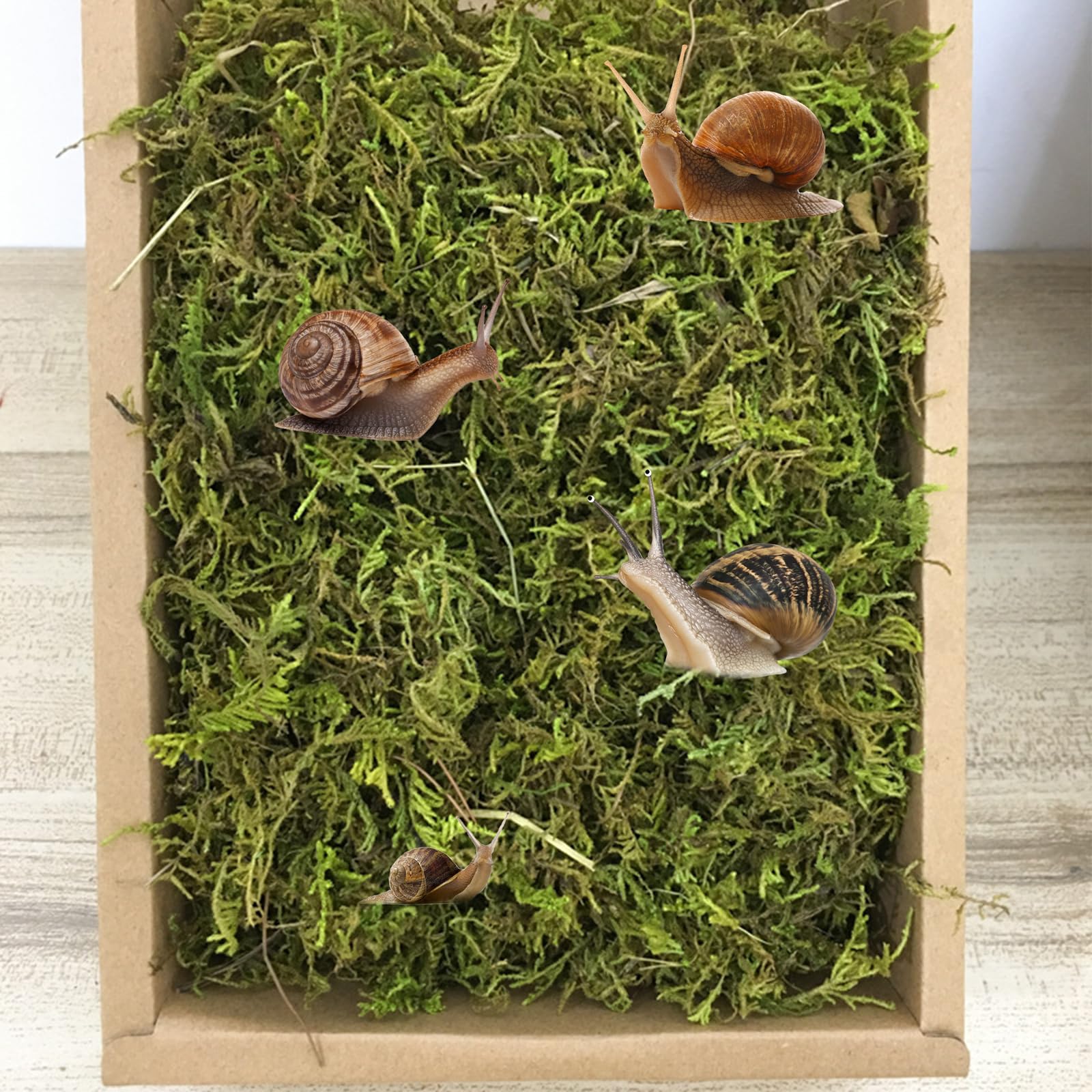 Naturalny mech premium dla gadów, zielony mech, mata mchowa, dekoracja do terrarium, ślimaków, żab, pustelników, żółwi