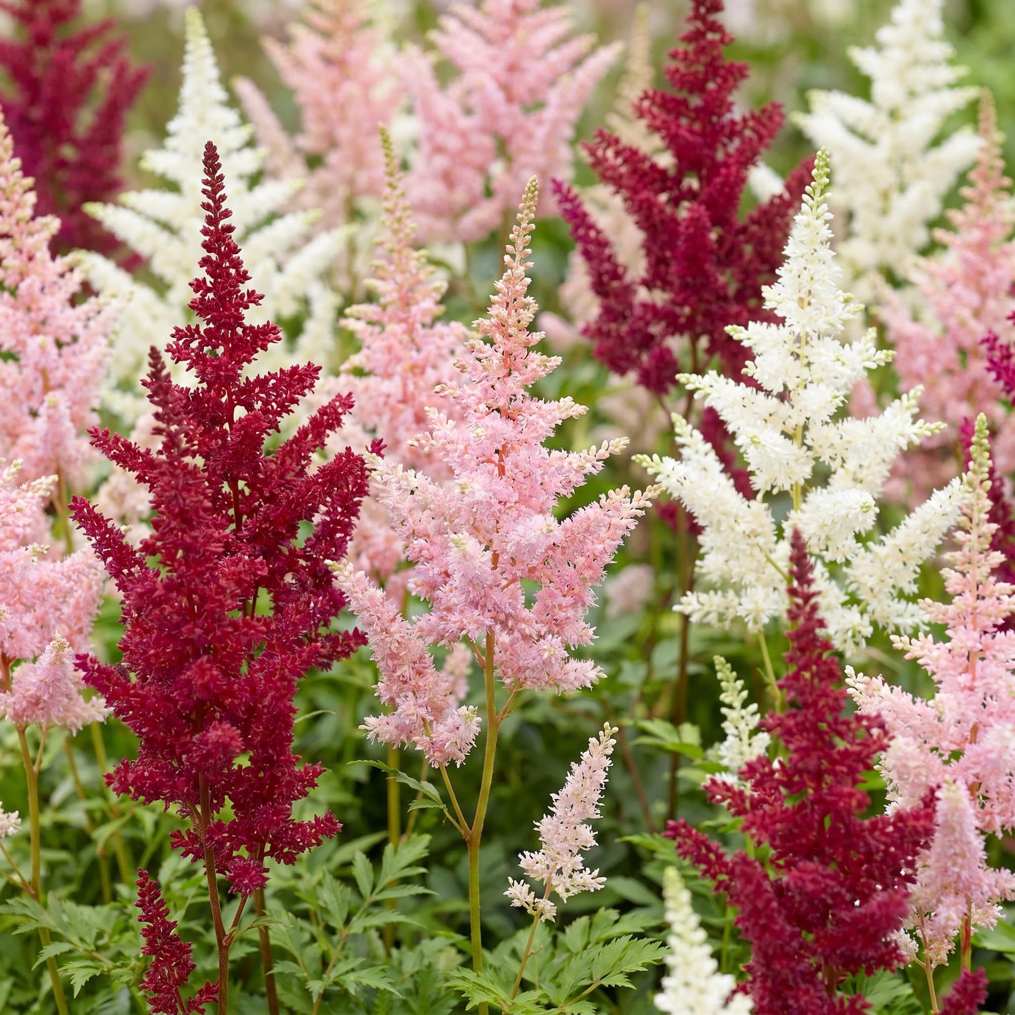 Green boutiQ - Stauden - Astilbe Tricolour - Prachtspirea - Schatten - Lila - Rosa - Weiß - 12 Pflanzen - Topf 11cm - Höhe 15-25cm