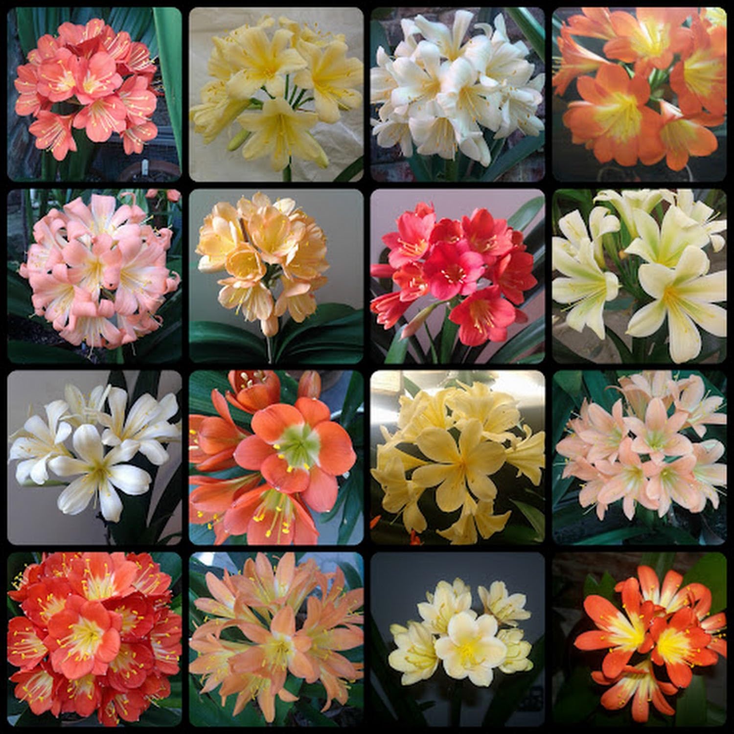 Generic 100Pcs Clivia Flower Seeds