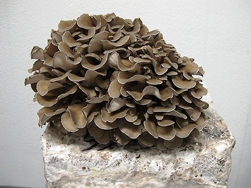 Seeds Maitake Mushrooms Spores Spawn Substrate Mycelium for Planting Non GMO