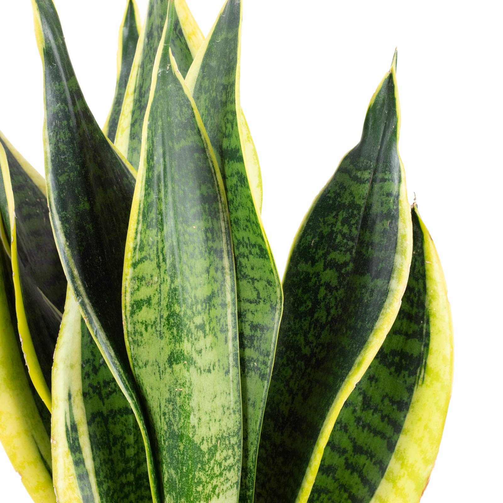 10er-Set Bogenhanf - echte Zimmerpflanze, Sansevieria trifasciata Laurentii - Höhe ca. 45 cm, Topf-Ø 14 cm