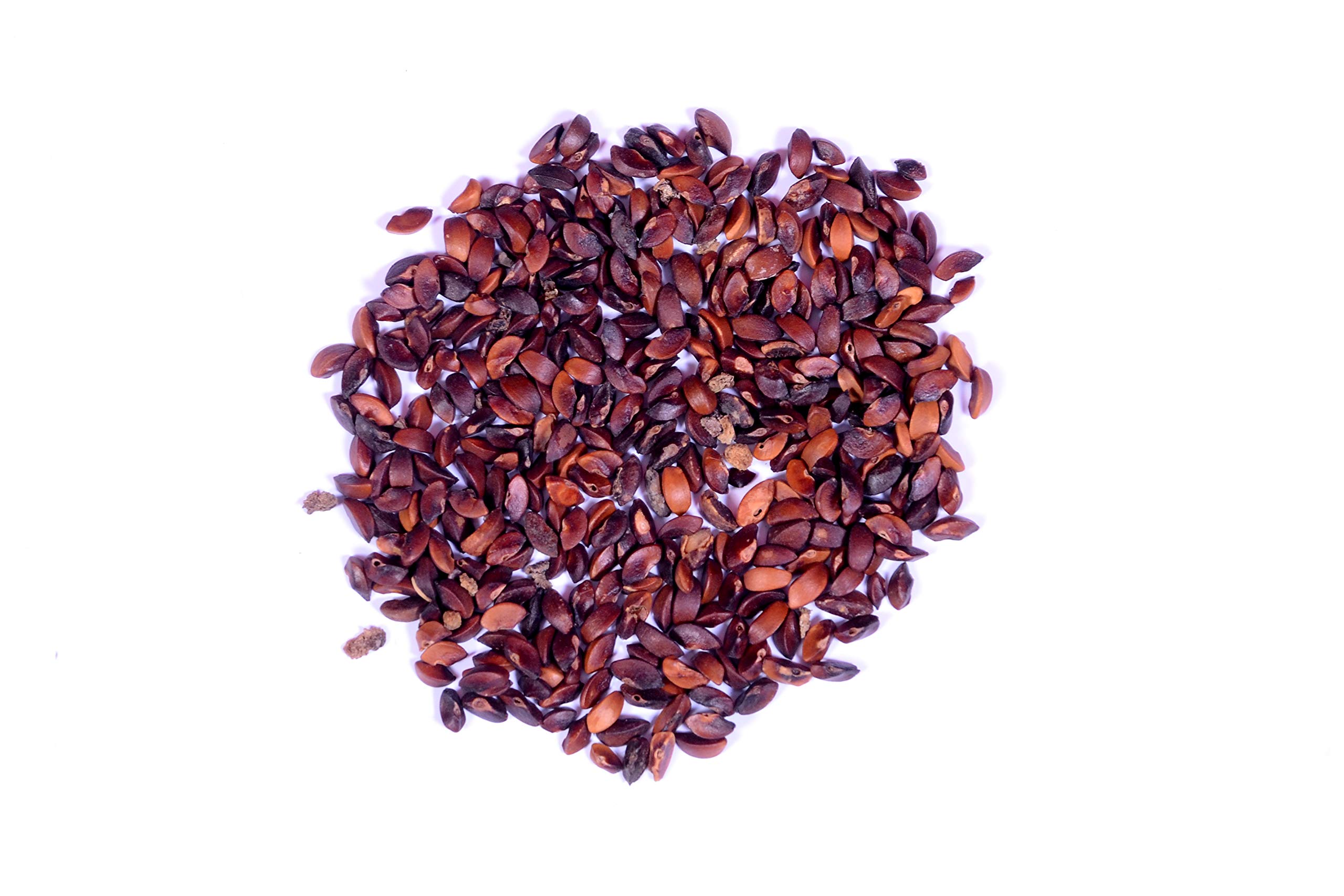 RK Seeds-Amla Seeds - Indian Gooseberry,Amla,Organic Indian Gooseberry, Amla Hybrid Herb Seeds,Nelli Amlika Usiri Seeds,Phyllanthus Emblica, amla seeds organic Emblica Officinalis seeds pack of 25 g (B07RDDQ8CS) Amazon Price History, Amazon Price Tracker
