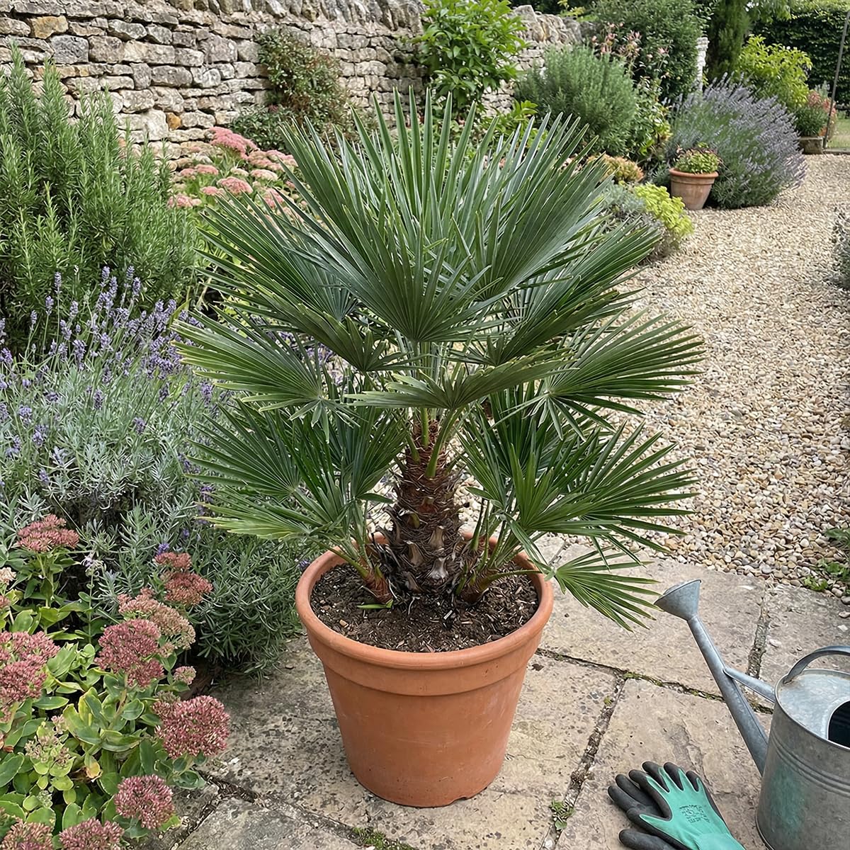 Bloomique - Chamaerops Humilis Vulcano - Palmier nain - Plante de Jardin - Rustique - Hauteur 50-70 cm - Pot 24 cm