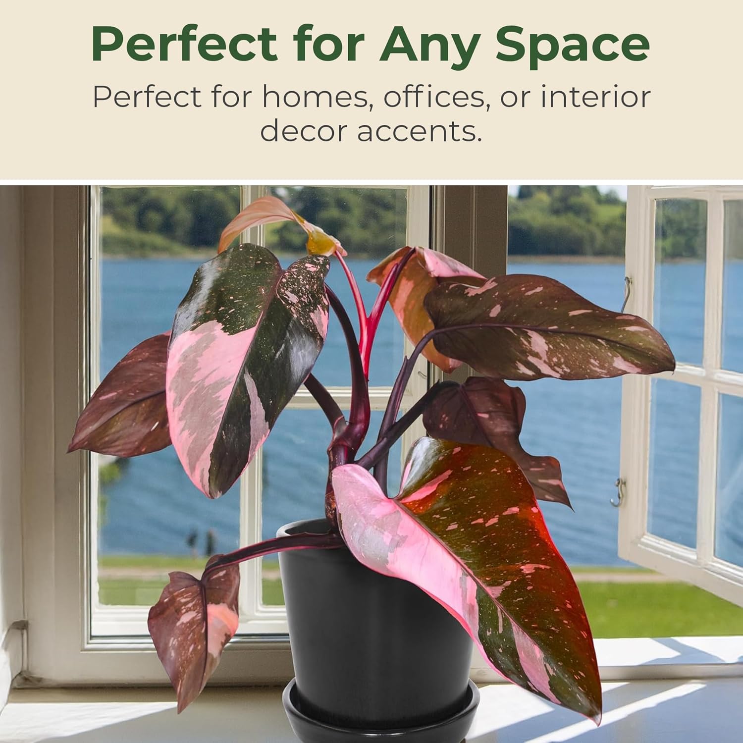 Philodendron Pink Princess Live Plant - Indoor Tropical Houseplant with Variegated Pink & Dark Leaves in 4” Grower Pot - Grows Upto 3' x 2' - Easy Care, Stunning Foliage Accent Plant (1 Count)