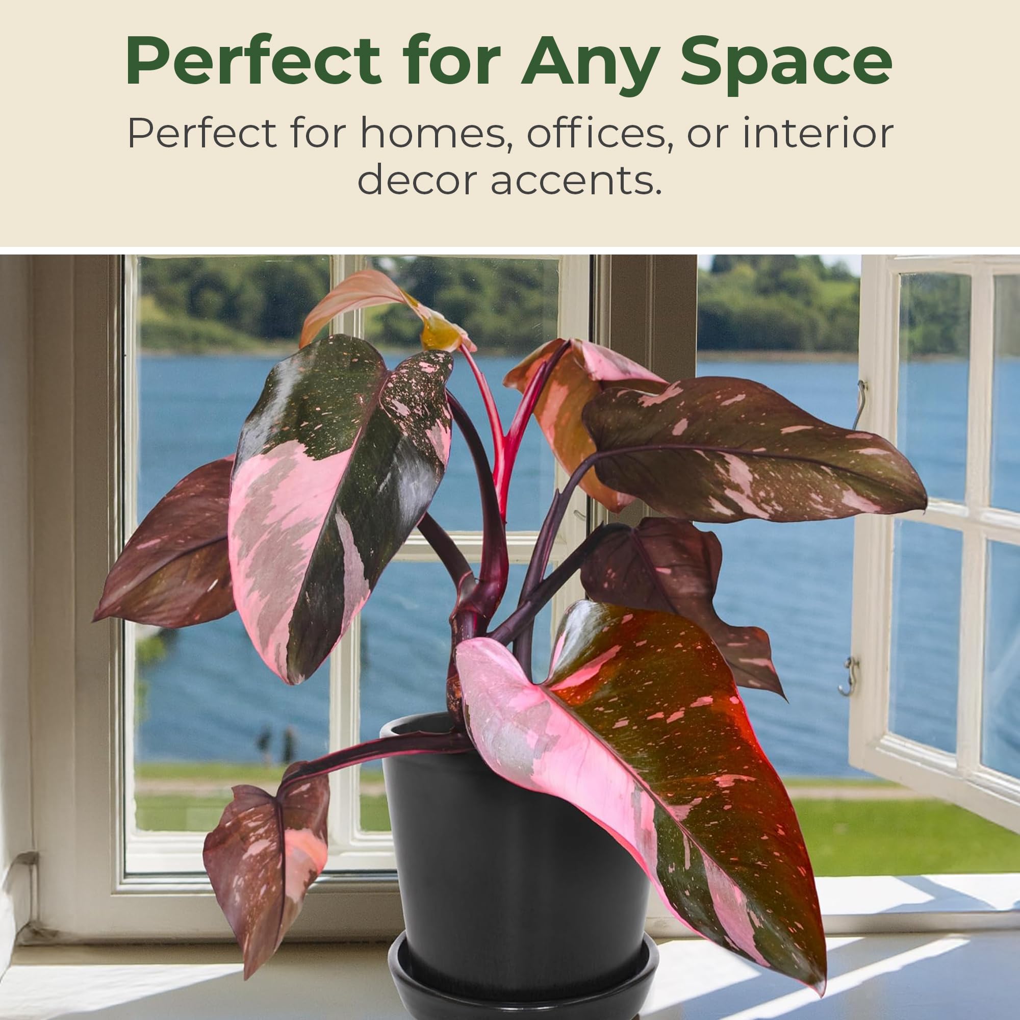 Amazon.com : Philodendron Pink Princess Live Plant - Indoor Tropical  Houseplant with Variegated Pink & Dark Leaves in 4 Grower Pot - Grows Upto  3' x 2' - Easy Care, Stunning Foliage