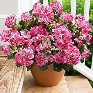 HyeFlora 6 Bundles Silk Geraniums