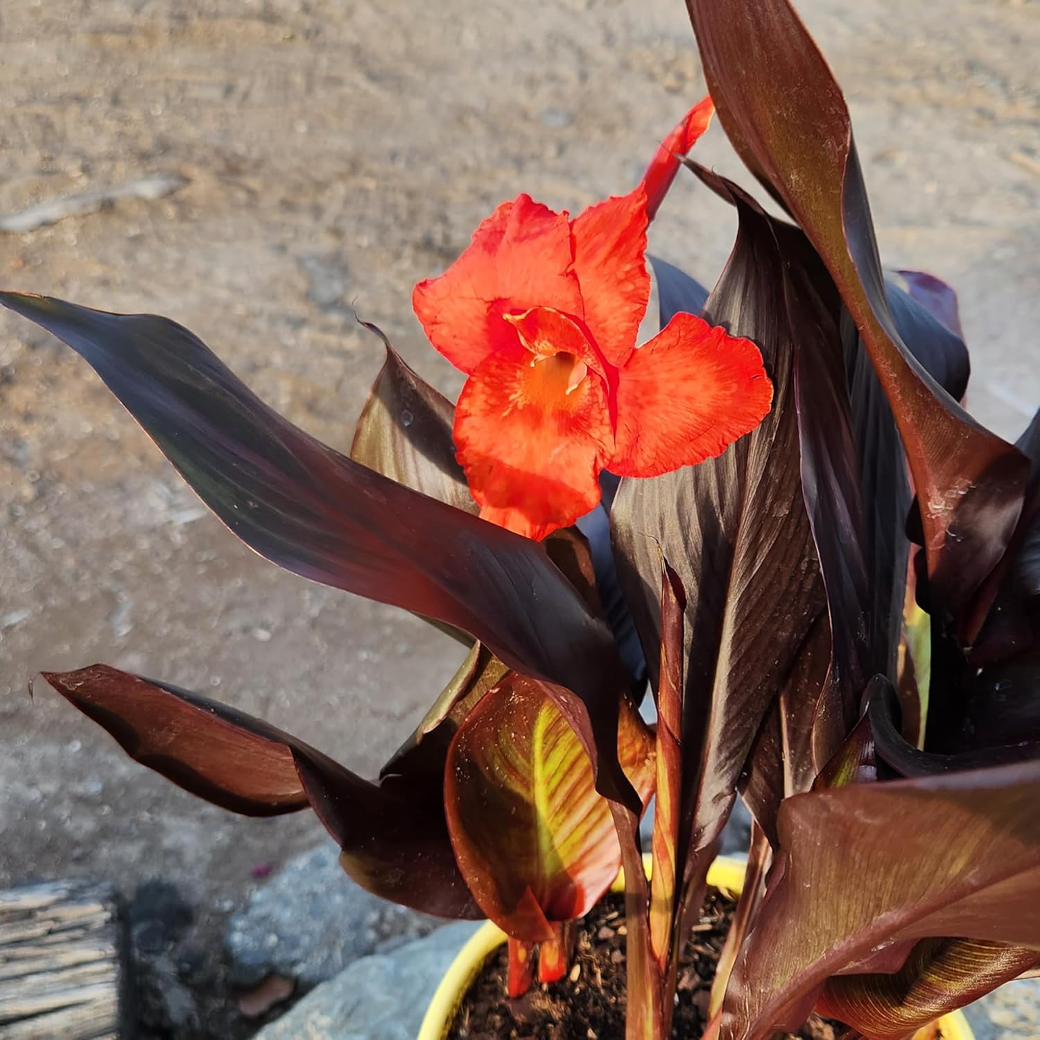 Canna Lily 'Lava Rock', Live Lilies, Garden Perennial Outdoor Plant, Blooms Red Flowers in 4 qt. Grower Pot by Plants for Pets