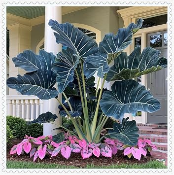 Greening Flower, Alocasia Bulbs for Planting, Natural Organic, Cut Flowers, Good for Containers, Excellent Display, Elephant Ear Bulbs for Planting-3 Bulbs-C