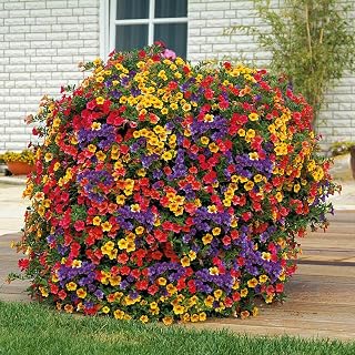 200+ Morning Glory Seeds for Planting, Mixed Color Heirloom Vine, High Germination Rate Open Pollinated Seeds