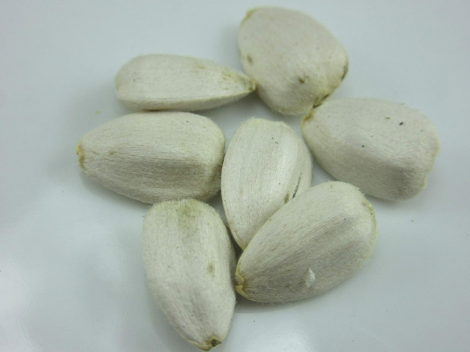 1310Giant White Sunflower (Helianthus annuus) Seeds by