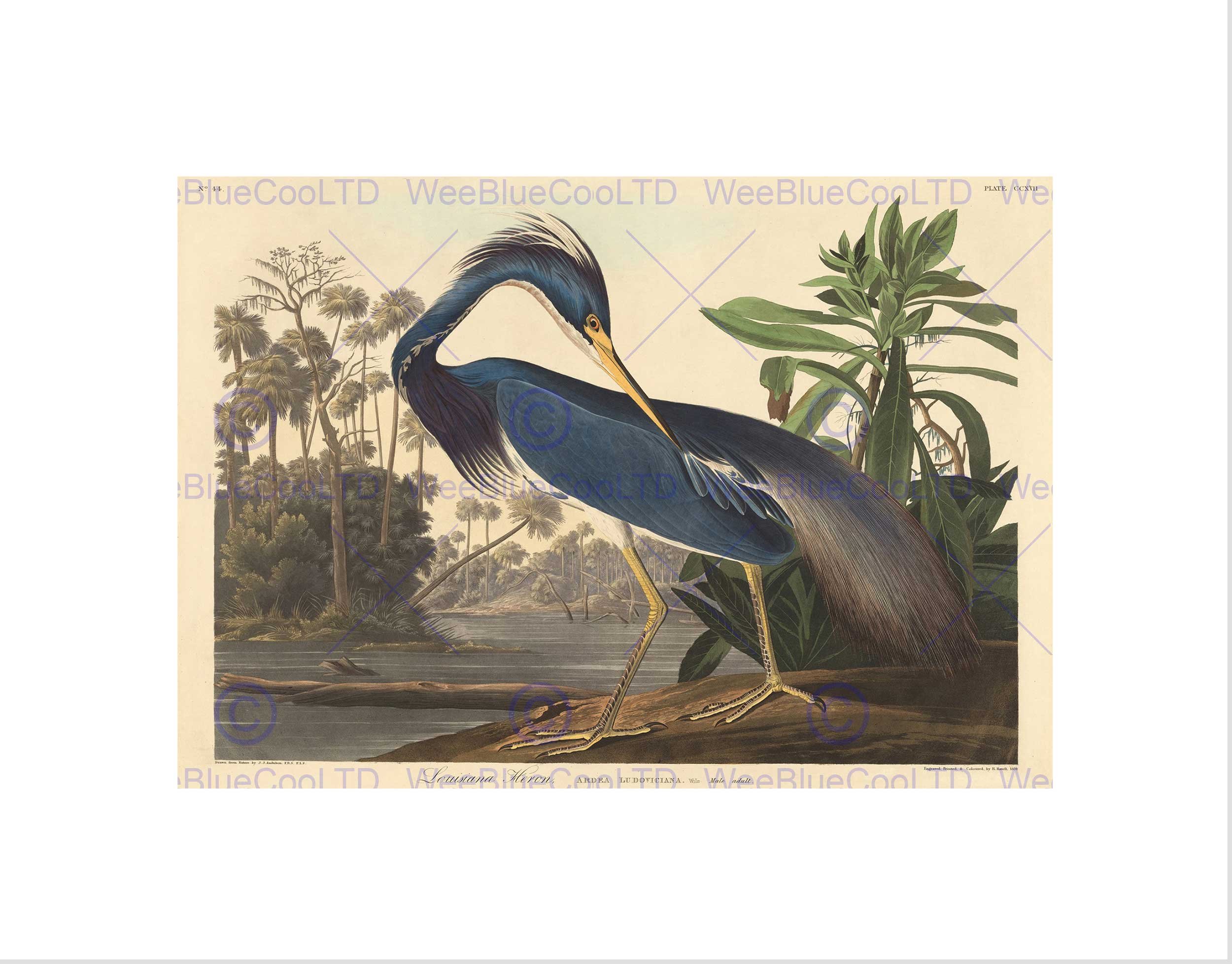 Wee Blue Coo AUDUBON AMERICAN LOUISIANA HERON FRAMED ART PRINT MOUNT B12X5250