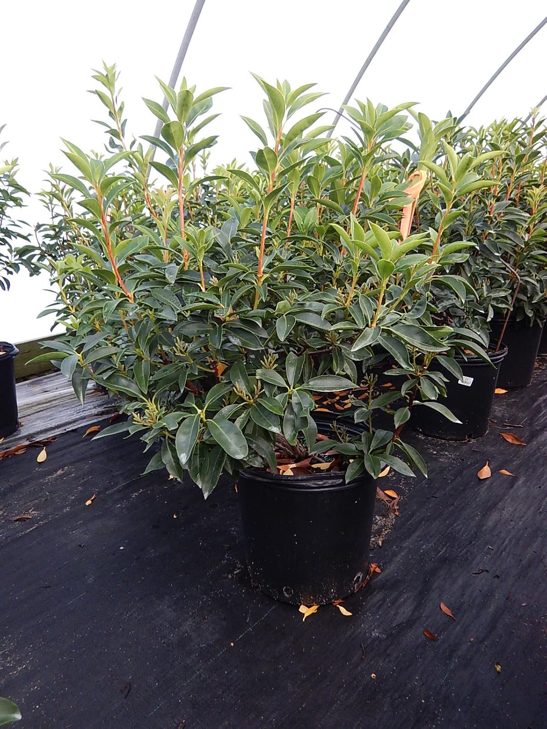 Kalmia lat. 'Sarah' (Mountain Laurel) Evergreen, pinkish-red flowers, #3 - Size Container