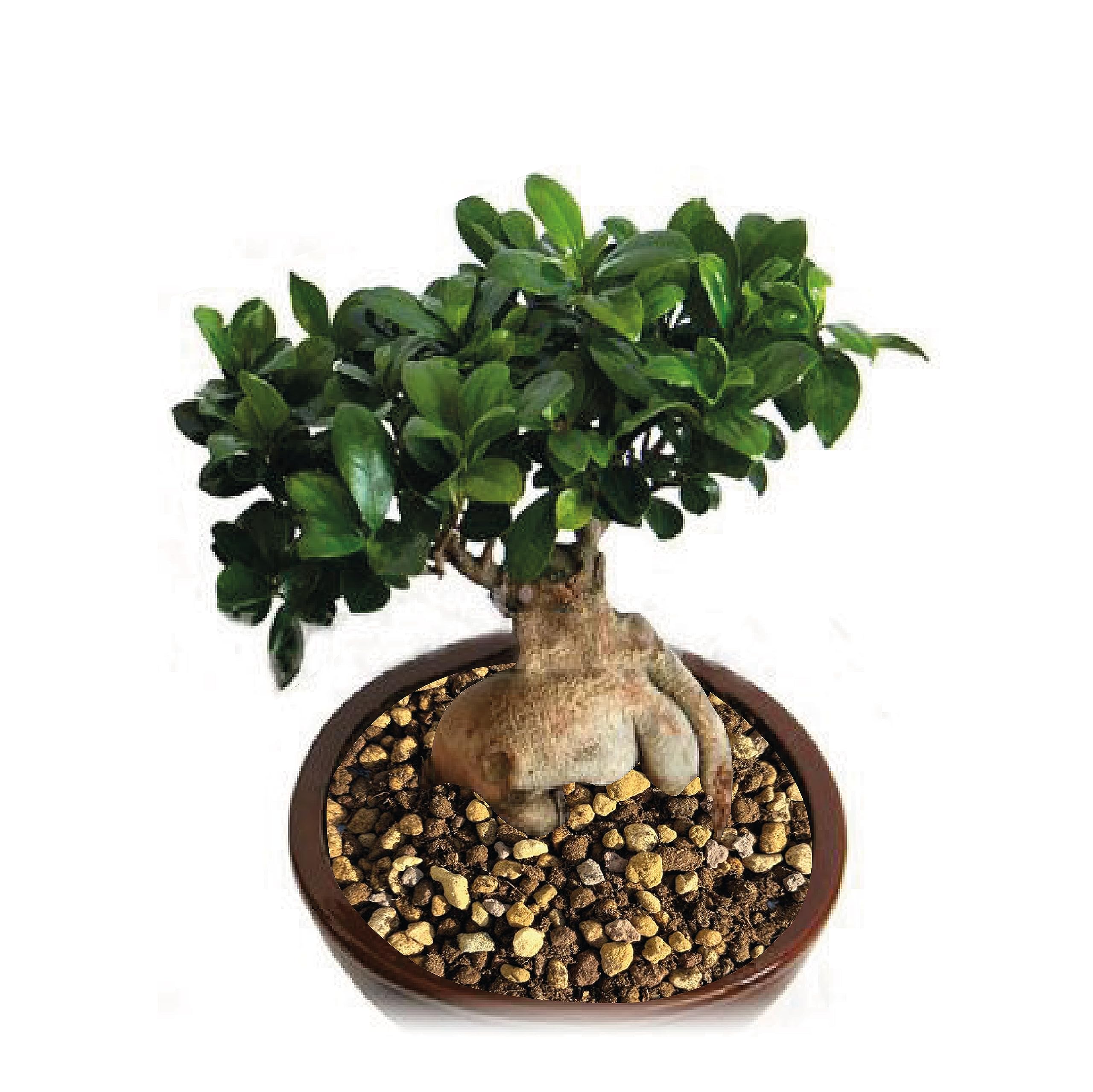 astrophytum caput-medusae kaufen Astrophytum caput-medusae wurzelecht! – Green Link