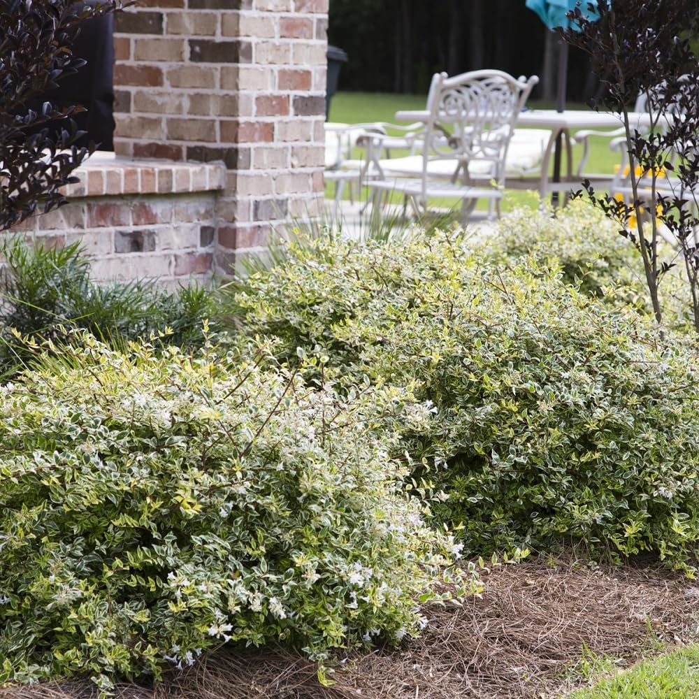 Miss Lemon Abelia (1.5 Gallon) Flowering Evergreen with Variegated Foliage and Pink Blooms - Full Sun to Part Shade Live Outdoor Plant - Southern Living Plants