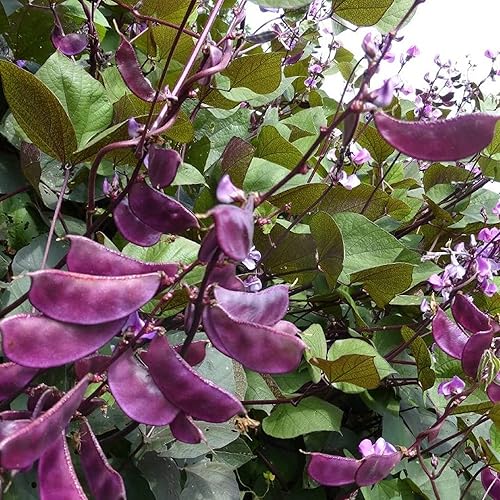 Miniatura 3 de CHUXAY GARDEN Semilla de frijol de jacinto púrpura ornamental 10 semillas comestible Lablab Purpureus Planta de floración ornamental floreciente de