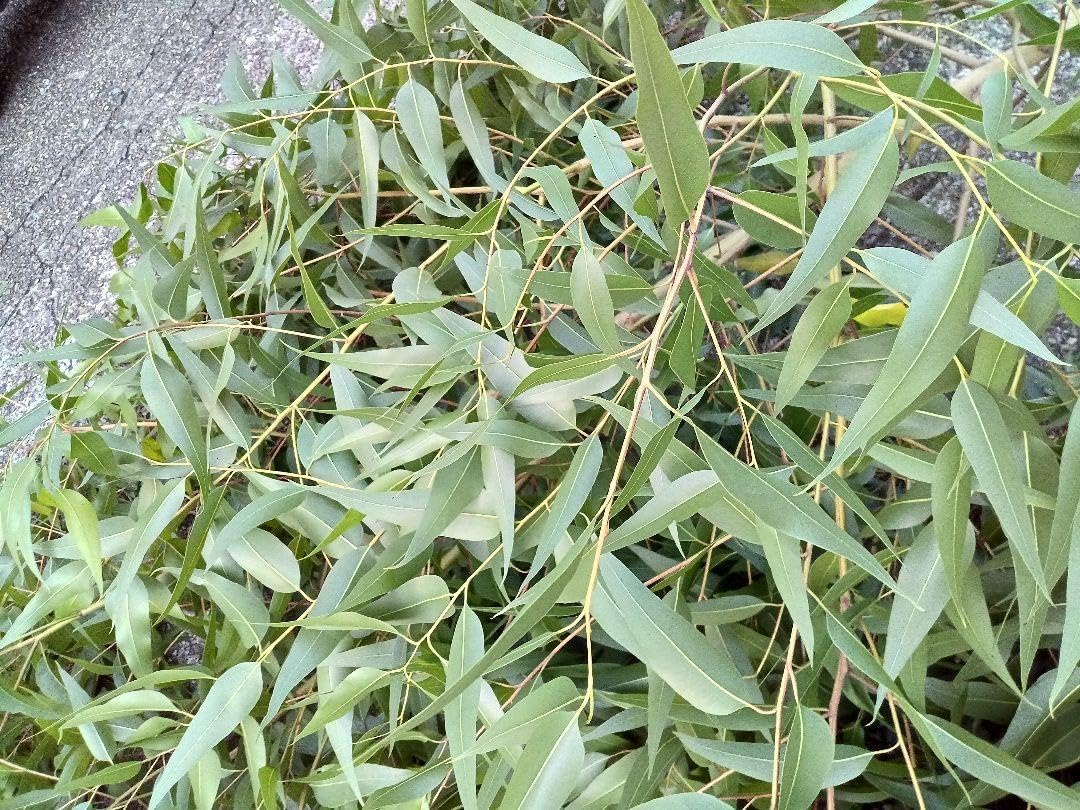 レモンユーカリ